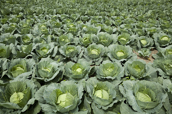 出租车食物性质绿色风景蔬菜菜头背景卷心农场栽培图片