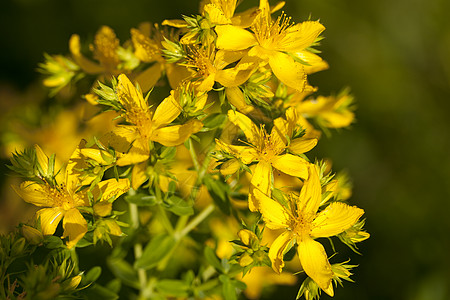 圣约翰遗书植物叶子黄色衬套宏观草本植物草药图片