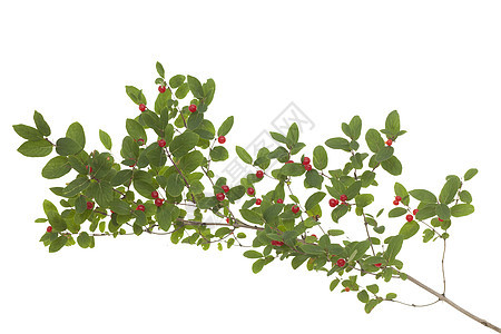 蜂蜜带植物水果红色忍冬植物群宏观白色叶子图片