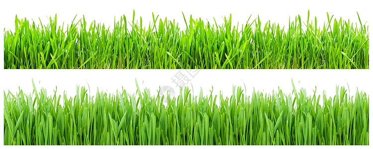 绿绿草晴天场地装饰地面草地生长快乐农场桌面季节图片