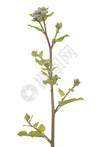 混凝土树苗植物群植物花序叶子绿色宏观背景图片