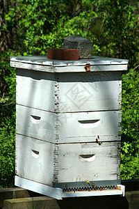 蜂窝殖民地蜂巢建筑物蜜蜂昆虫养蜂人图片