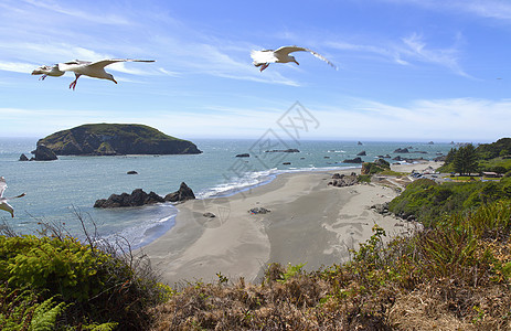 俄勒冈海岸 海滩和海鸥飞行树木闲暇旅行野餐植物游艇岩石海洋海岸线图片