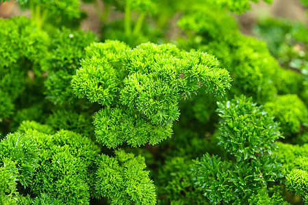 卷烹饪营养蔬菜草本植物香菜香气食物叶子树叶花园图片