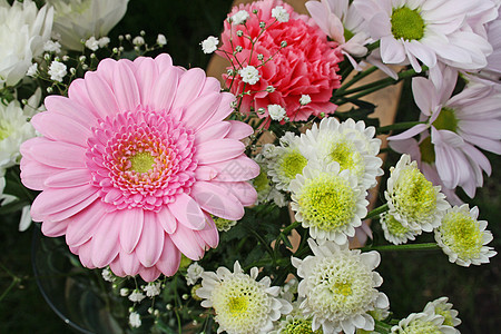 粉粉色梅花花宏观橙子植物美丽季节雏菊卡片植物群花瓣生长图片