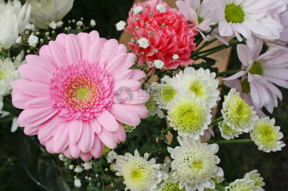 粉粉色梅花花宏观橙子植物美丽季节雏菊卡片植物群花瓣生长图片