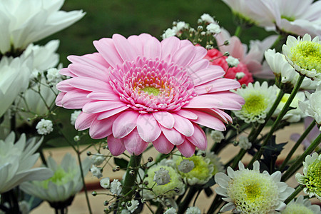 粉粉色梅花花植物植物群礼物橙子花园季节美丽花瓣格柏宏观图片