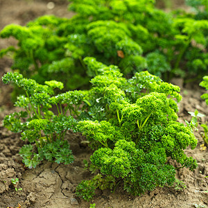 卷草本植物芳香香菜植物花园绿色树叶香气卷曲香料图片