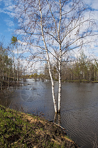 淹入洪水中的Birch树图片
