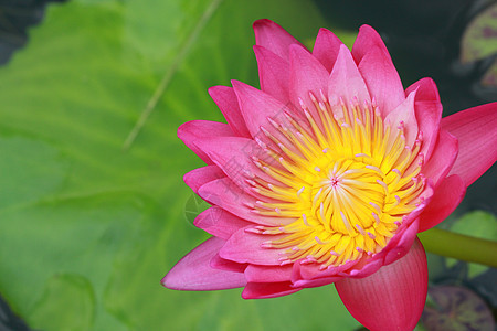 水百合 莲花叶子绿色黄色宏观花瓣红色花头装饰品植物群粉色图片