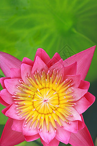 水百合 莲花植物群黄色花瓣宏观花头粉色红色叶子装饰品绿色图片