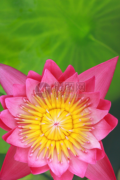 水百合 莲花植物群黄色花瓣宏观花头粉色红色叶子装饰品绿色图片