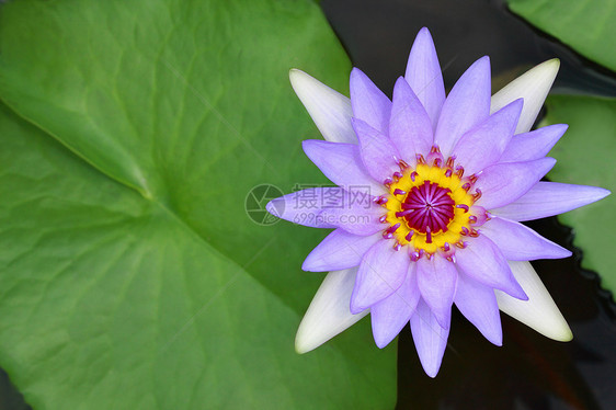 水百合 莲花黄色植物群宏观池塘叶子植物装饰品花头绿色花瓣图片