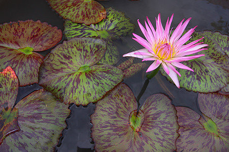 水百合 莲花花瓣花头绿色植物群粉色植物叶子池塘装饰品图片