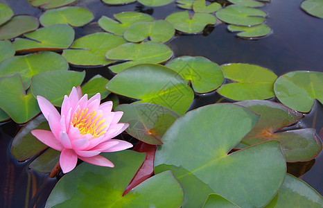 水百合 莲花花瓣粉色装饰品池塘植物群植物叶子花头绿色图片