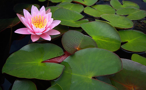 水百合 莲花池塘叶子植物群装饰品花头植物粉色花瓣绿色图片