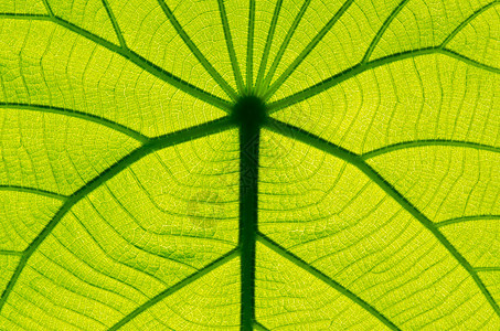 绿叶纹理作为背景细胞戏剧性植物群叶子植物脊柱光合作用绿色植物生长宏观图片