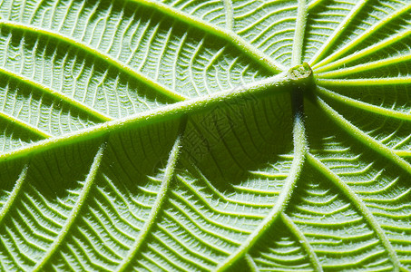 绿叶纹理作为背景植物群静脉细胞线条生态生活宏观季节光合作用脊柱图片