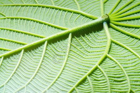 绿叶纹理作为背景静脉生态生活环境绿色植物生长光合作用植物群植物脊柱图片