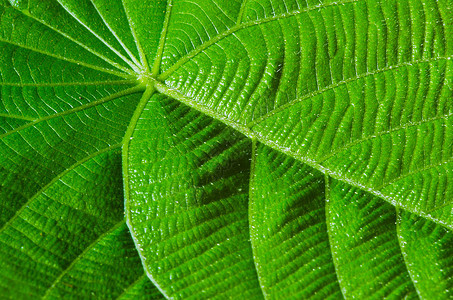 绿叶纹理作为背景生长生态光合作用叶子季节线条环境植物戏剧性植物群图片