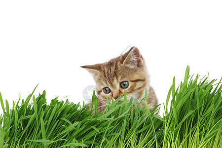 草地后面的猫猫科植被宠物小猫草本植物叶子眼睛外套毛皮哺乳动物图片