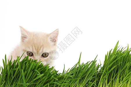 草地后面的猫叶子农场猫科小猫花园植物环境眼睛场地薄荷图片
