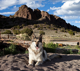 科罗拉多的德国牧羊人成人房子宠物友谊犬类动物猎犬毛皮忠诚展览图片