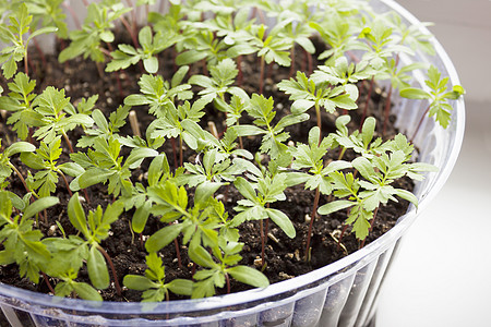 塑料盘子里的花苗背景图片