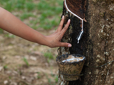 橡胶树种植手指滴水橡皮树木环境液体女士聚合物手臂种植园图片