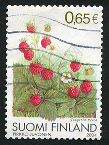 野草莓植物邮件中心明信片叶子地面森林荒野信封浆果图片