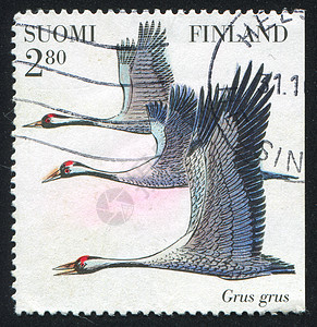 鸟动物邮件海豹羽毛高度后代翅膀邮资集邮空气图片