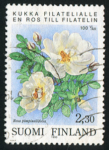 玫瑰历史性集邮植物邮件花园花瓣海豹古董花梗花束图片
