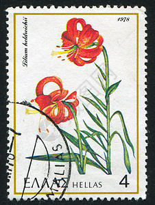 Lily虎植物叶子生物学草本植物树叶明信片历史性邮戳花园植物学图片