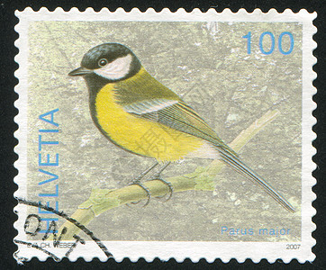 鸟古董历史性明信片信封荒野公园邮票野生动物羽毛集邮图片