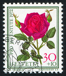 花玫瑰花瓣植物邮件海豹历史性植物学古董花店邮戳植物群图片