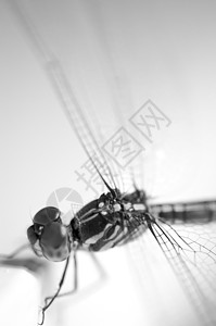 近距离拍下一只蝇黑色翅膀飞行荒野蜻蜓昆虫白色异翅目漏洞宏观图片