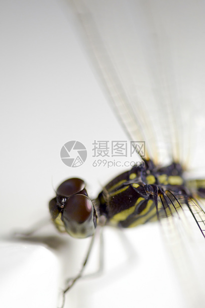 近距离拍下一只蝇翅膀荒野昆虫宏观飞行异翅目白色漏洞蜻蜓图片