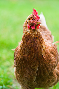 棕母鸡在草坪上宠物小鸡家畜红色农场羽毛生态草地生活眼睛图片