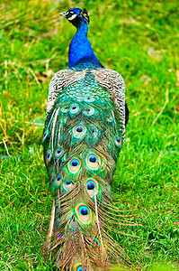 美丽的和骄傲的孔雀 在草坪上羽毛男性蓝色尾巴绿色波峰动物活力展示图片