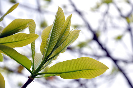 树叶太阳花园环境森林阳光生长植物群天空射线晴天图片