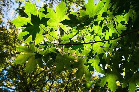 阳光照亮的叶子场景风景晴天国家树木树干森林环境山毛榉木头图片