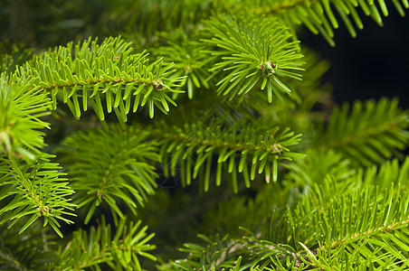 圣诞树的绿枝叶松树云杉枞树庆典植物针叶树绿色季节针叶背景图片