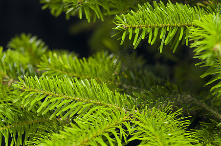 圣诞树的绿枝叶季节针叶植物枞树云杉针叶树绿色松树庆典背景图片