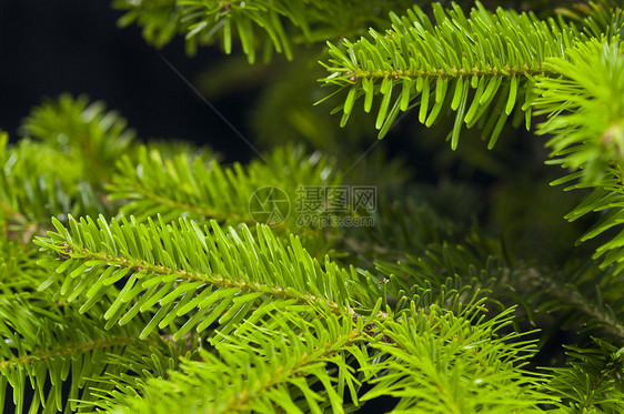 圣诞树的绿枝叶季节针叶植物枞树云杉针叶树绿色松树庆典图片