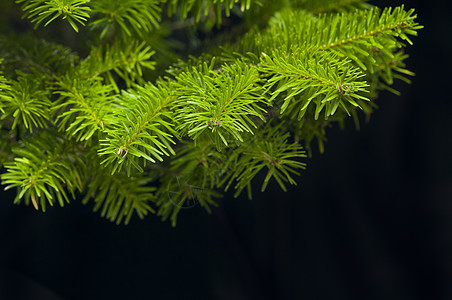 圣诞树的绿枝叶绿色松树枞树植物庆典针叶树云杉季节针叶图片