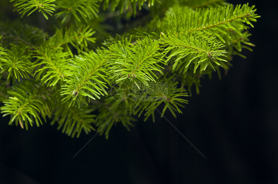 圣诞树的绿枝叶绿色松树枞树植物庆典针叶树云杉季节针叶图片