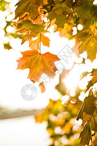 秋天的青梅叶 明亮的阳光照耀着图片