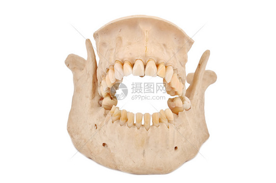 人的下巴口腔科保健牙疼实验室牙齿技术树桩假肢塑料臼齿图片