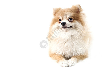 可爱的波美拉尼狗白对白影棚棕色犬类颜色纯种狗白色宠物动物小狗照片图片
