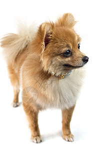 可爱的波美拉尼狗白对白照片棕色影棚动物宠物犬类小狗纯种狗白色颜色图片